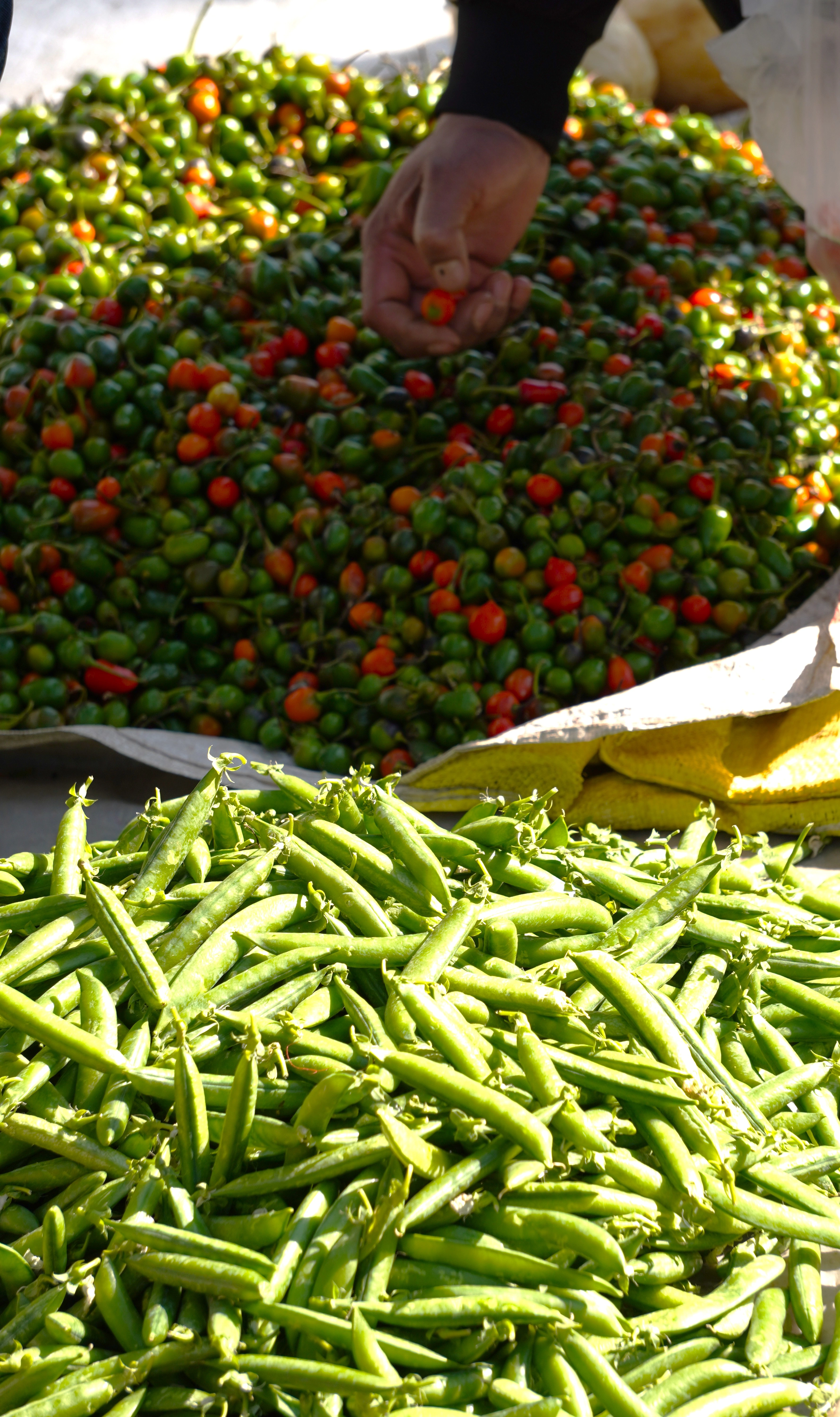 Agricultural Haat Event